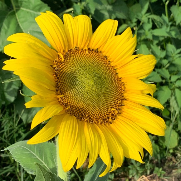 Meet your Posher, Pearly - Picture 1 of 1